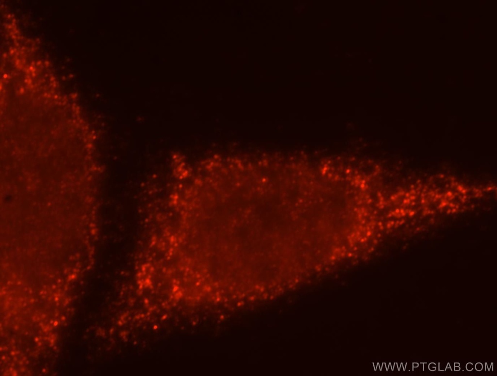 BTN3A3 Polyclonal antibody