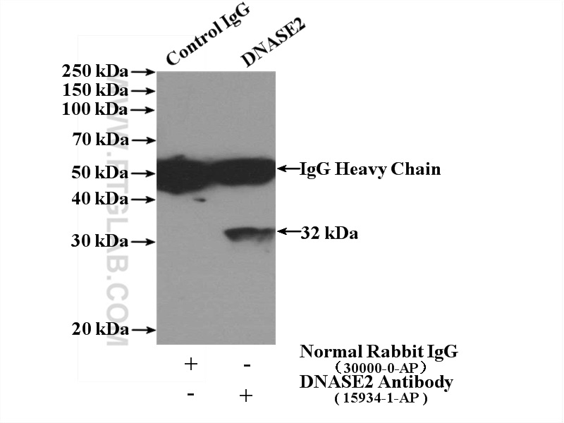DNASE2 Polyclonal antibody