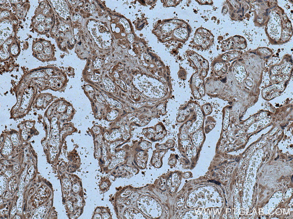 CPZ Polyclonal antibody