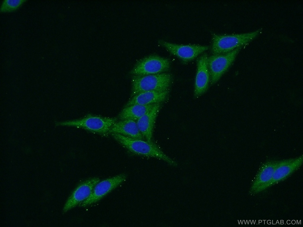 C20orf195 Polyclonal antibody