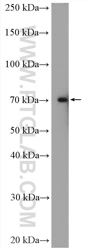 DMWD Polyclonal antibody