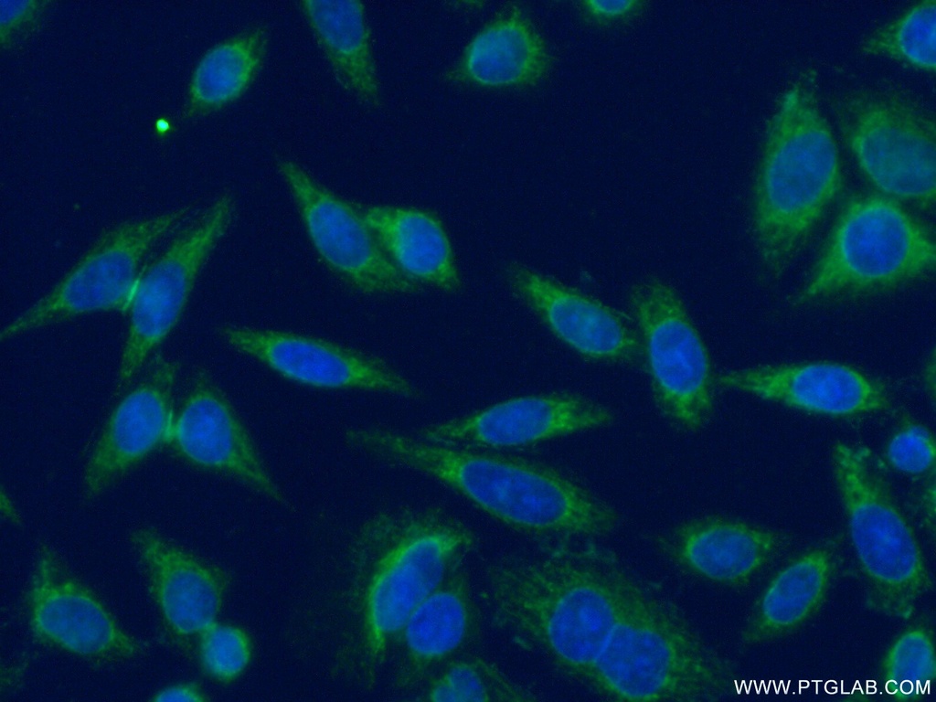 DNAJB14 Polyclonal antibody
