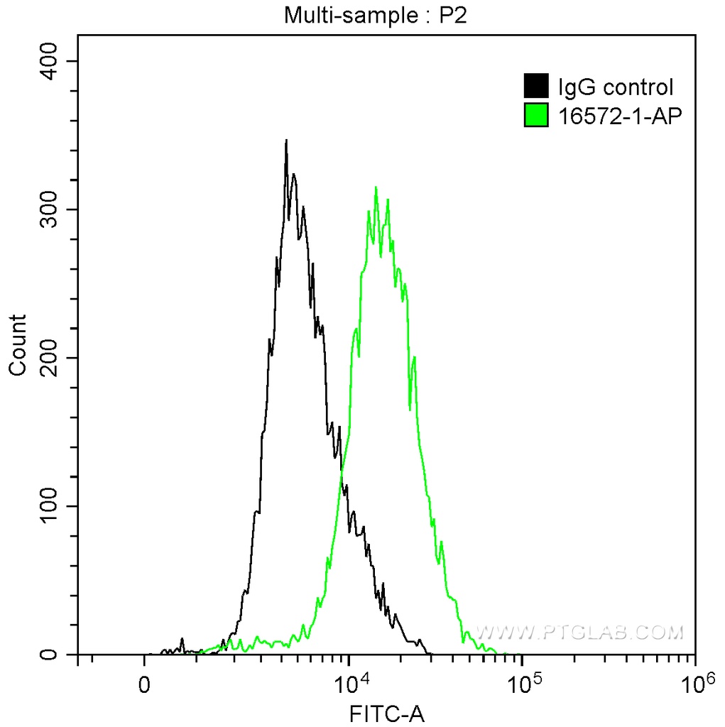 Cytokeratin 4 Polyclonal antibody