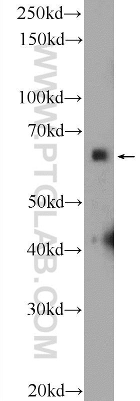 SYN2 Polyclonal antibody
