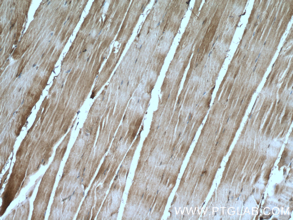 NT5C Polyclonal antibody