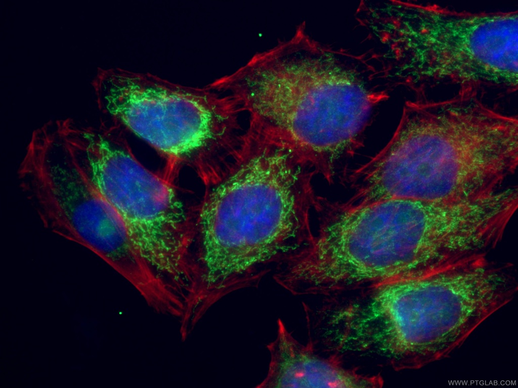 Pyruvate Carboxylase Polyclonal antibody