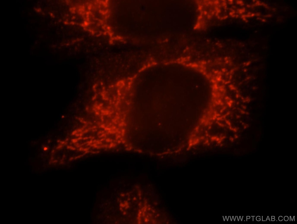 IMPA1 Polyclonal antibody