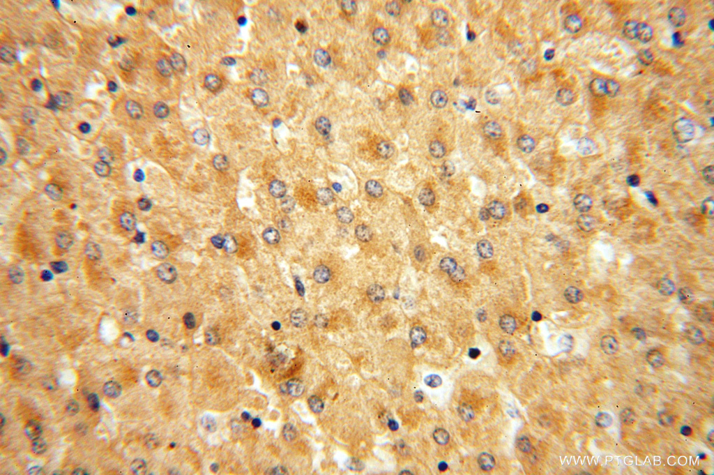 APOF Polyclonal antibody