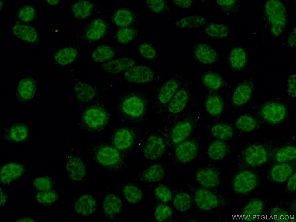 INTS3 Polyclonal antibody
