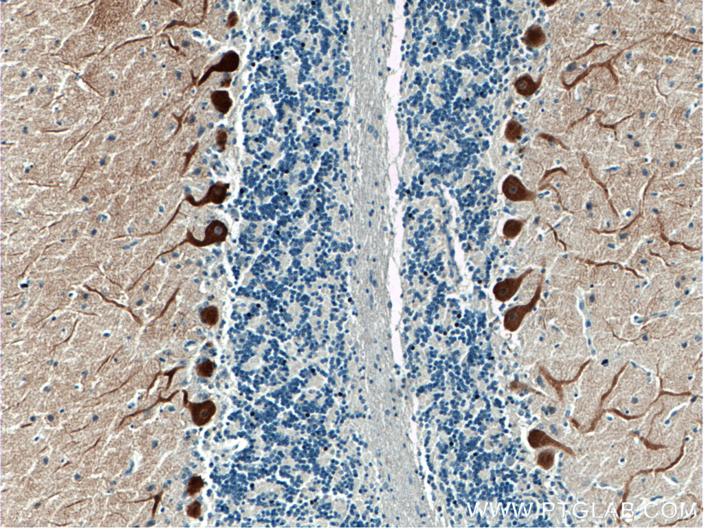 HOMER3 Polyclonal antibody