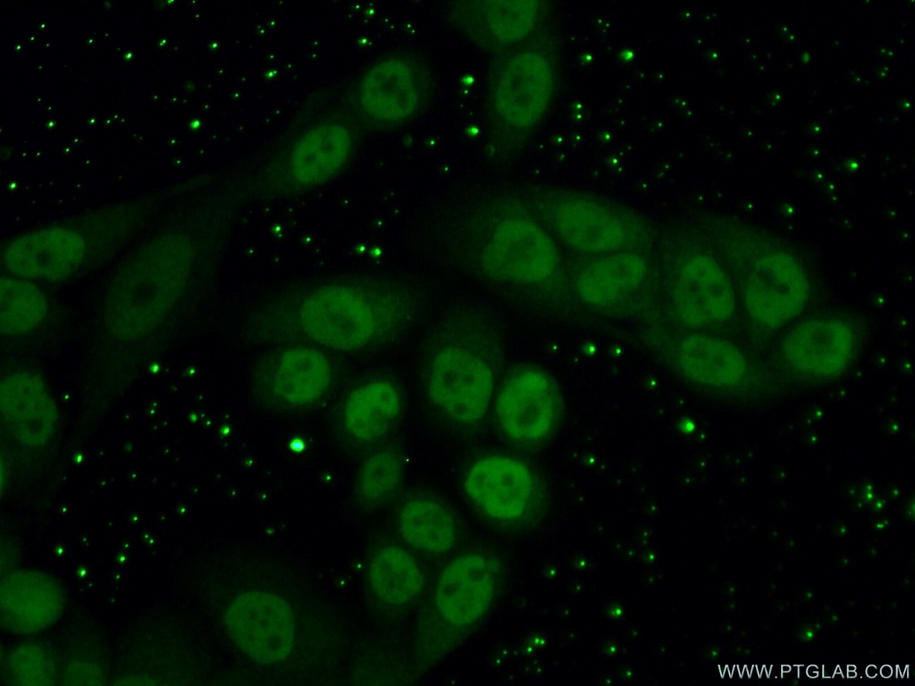 RTF2 Polyclonal antibody