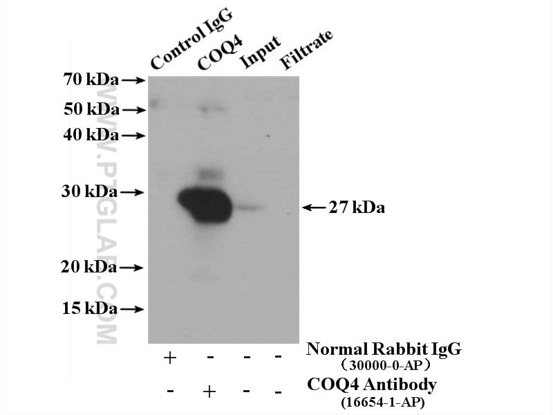 COQ4 Polyclonal antibody