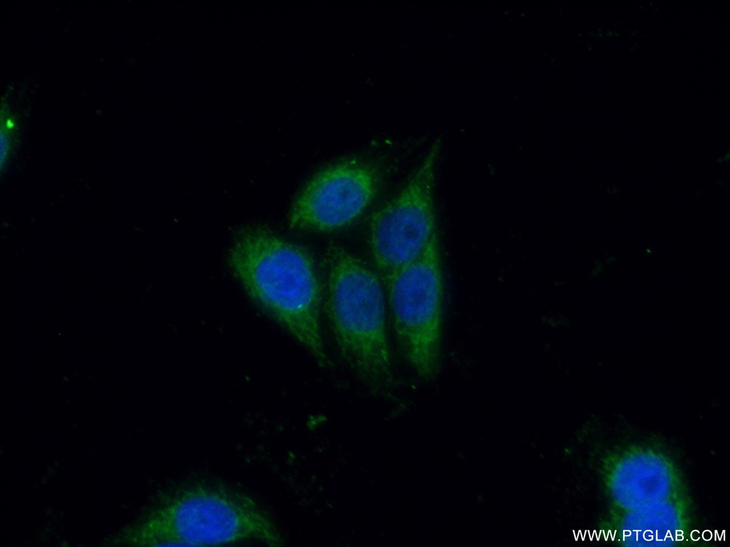 CD40L/CD154 Polyclonal antibody