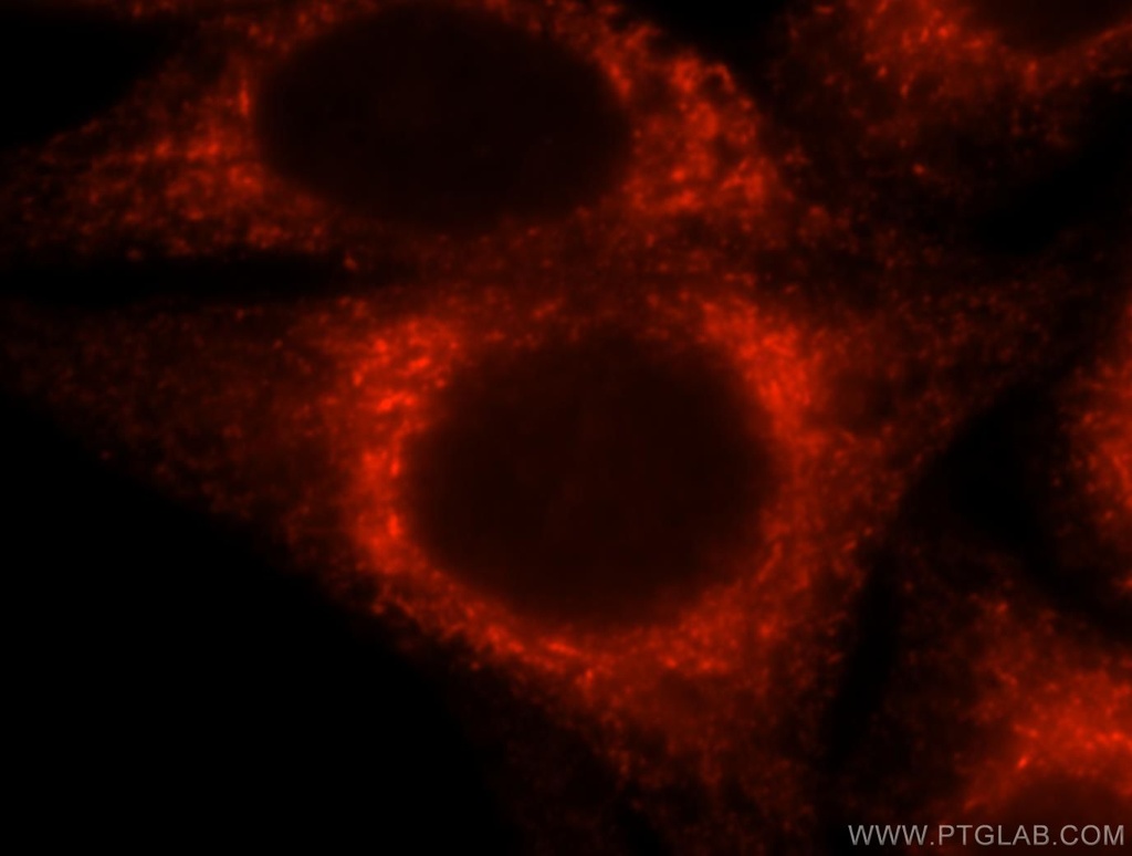 CKAP4 Polyclonal antibody