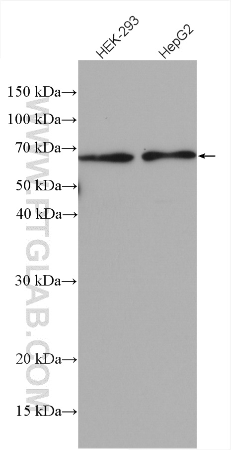 ATL2 Polyclonal antibody