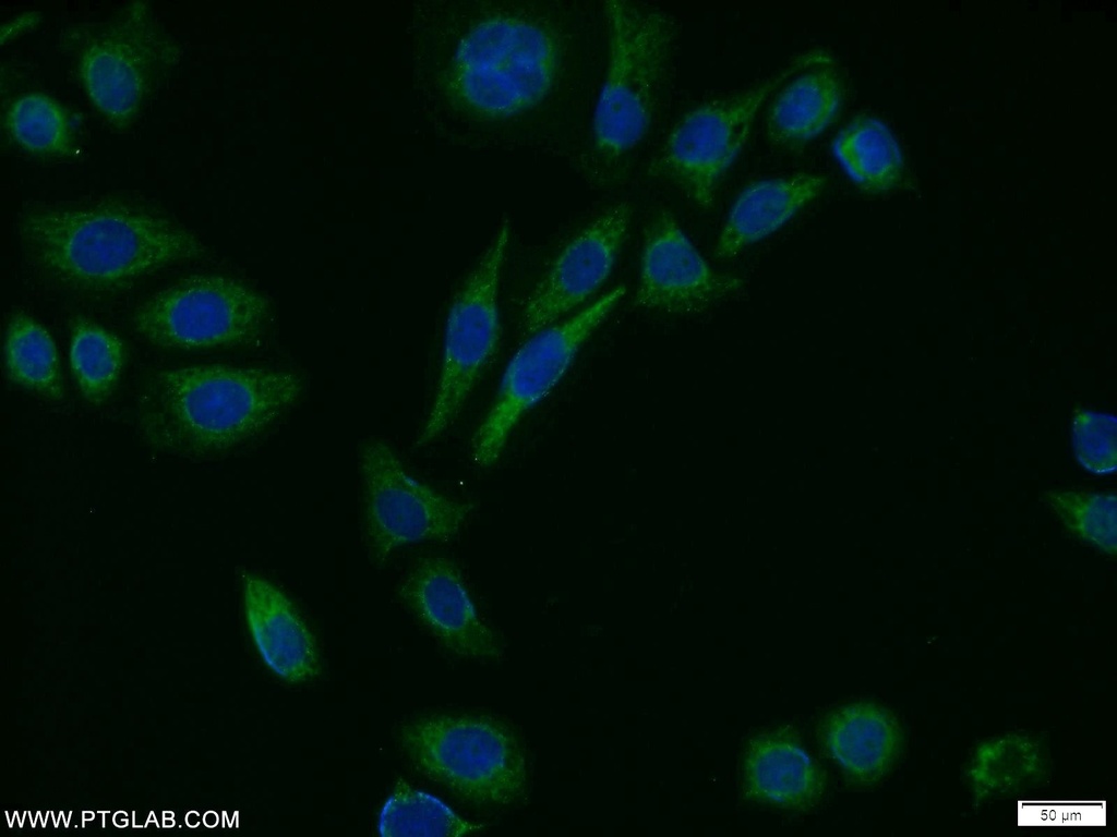 MTH1 Polyclonal antibody