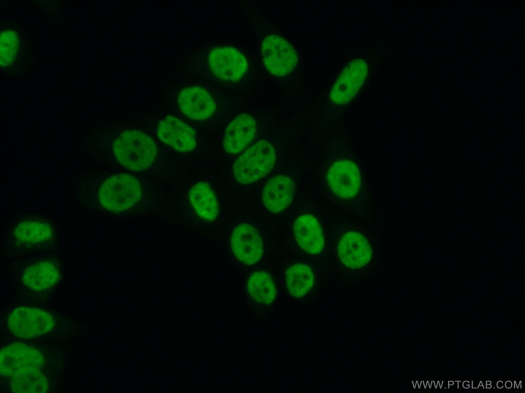 PSPC1 Polyclonal antibody