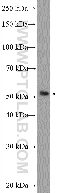 RILPL1 Polyclonal antibody