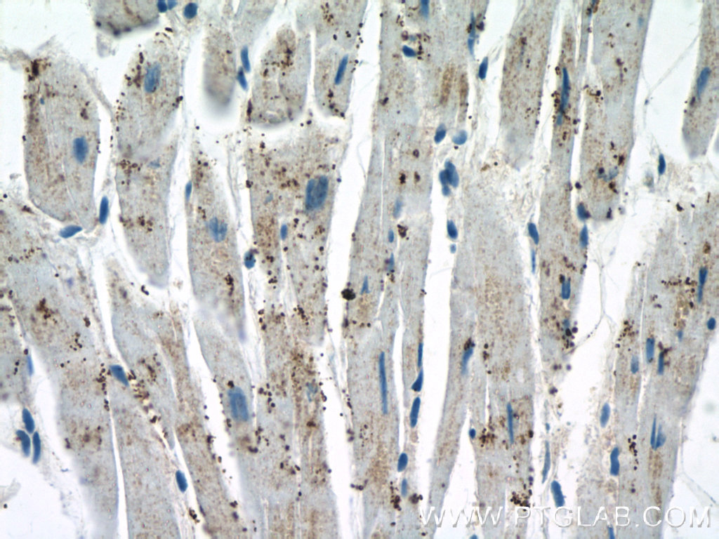 GLOD4 Polyclonal antibody
