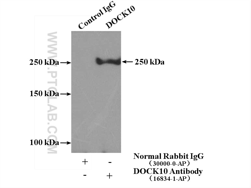 DOCK10 Polyclonal antibody