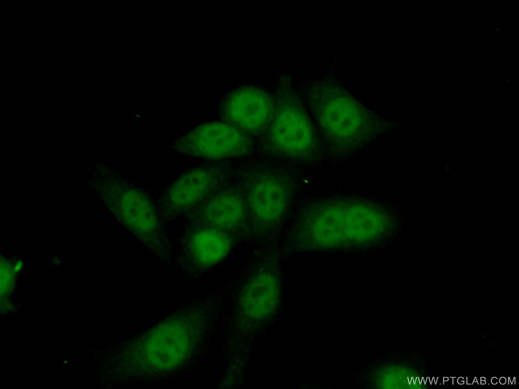 EAPP Polyclonal antibody