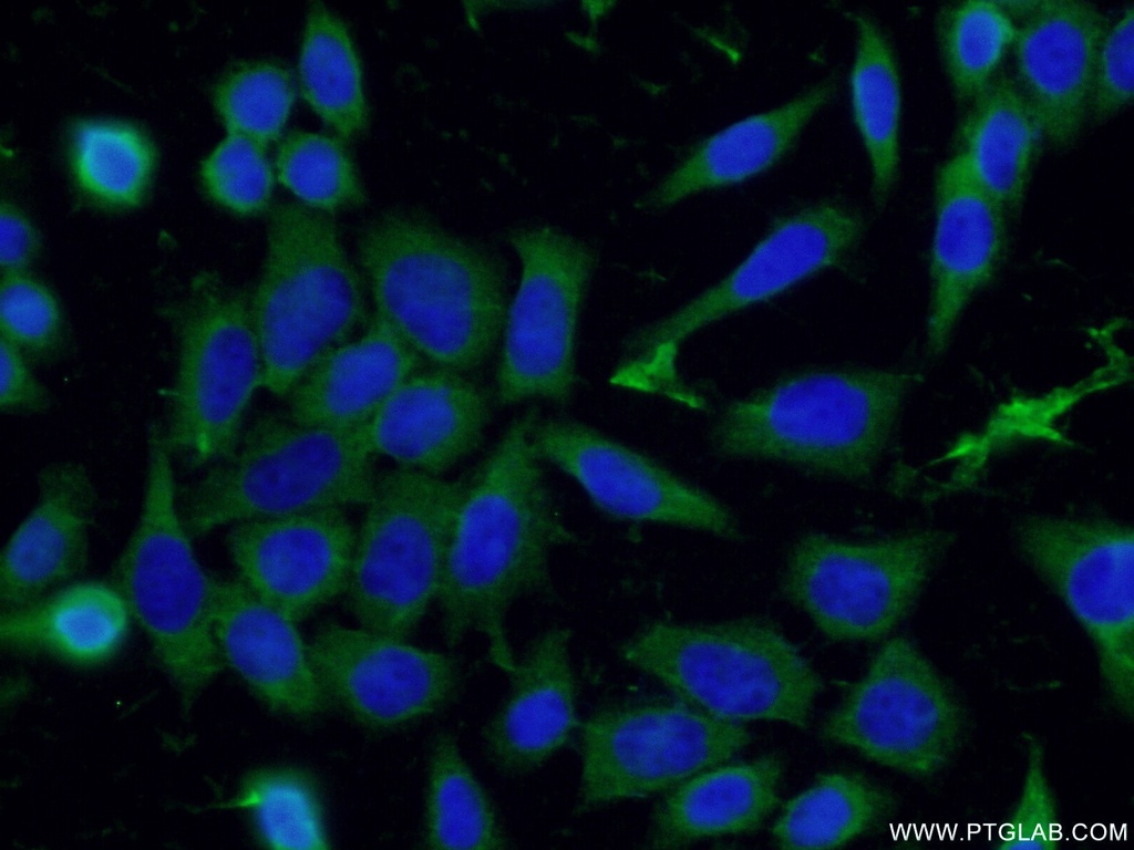 Syntabulin Polyclonal antibody