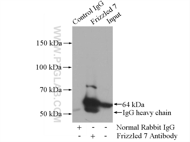 Frizzled 7 Polyclonal antibody