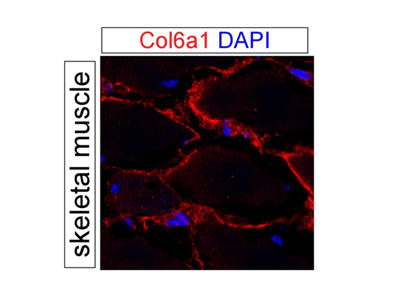 Collagen Type VI Polyclonal antibody