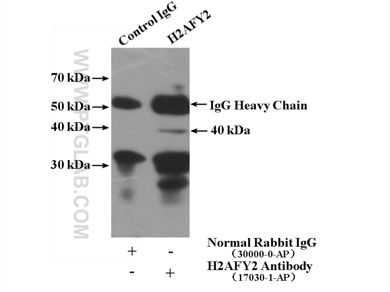 H2AFY2 Polyclonal antibody