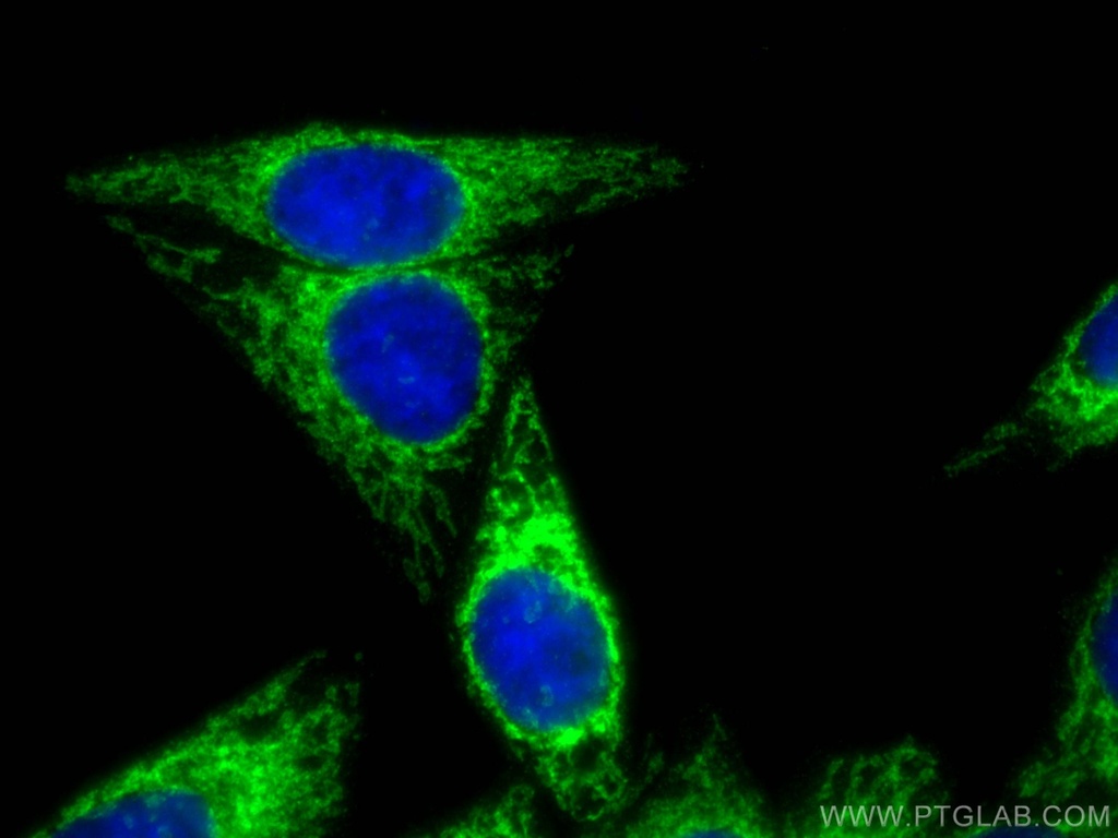 MFF Polyclonal antibody