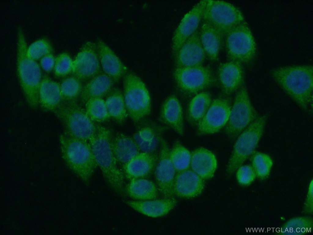 PERLD1 Polyclonal antibody