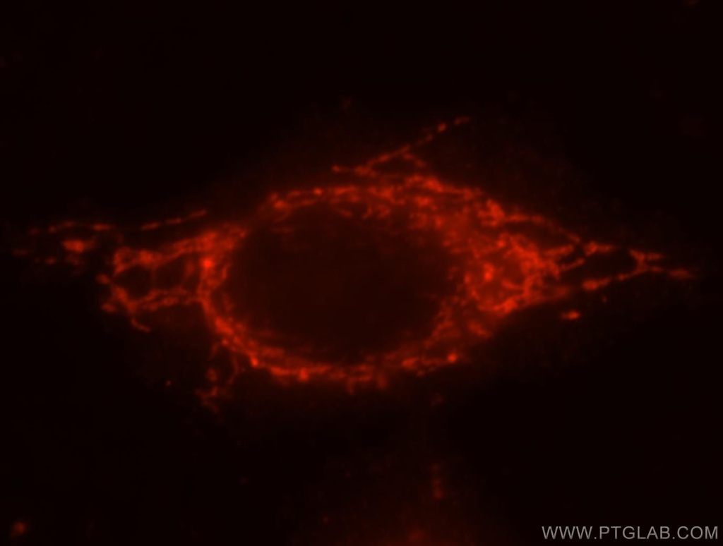 PYCR2 Polyclonal antibody