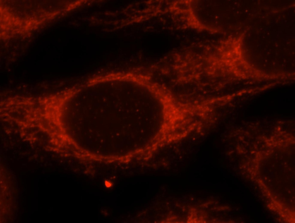 IARS2 Polyclonal antibody