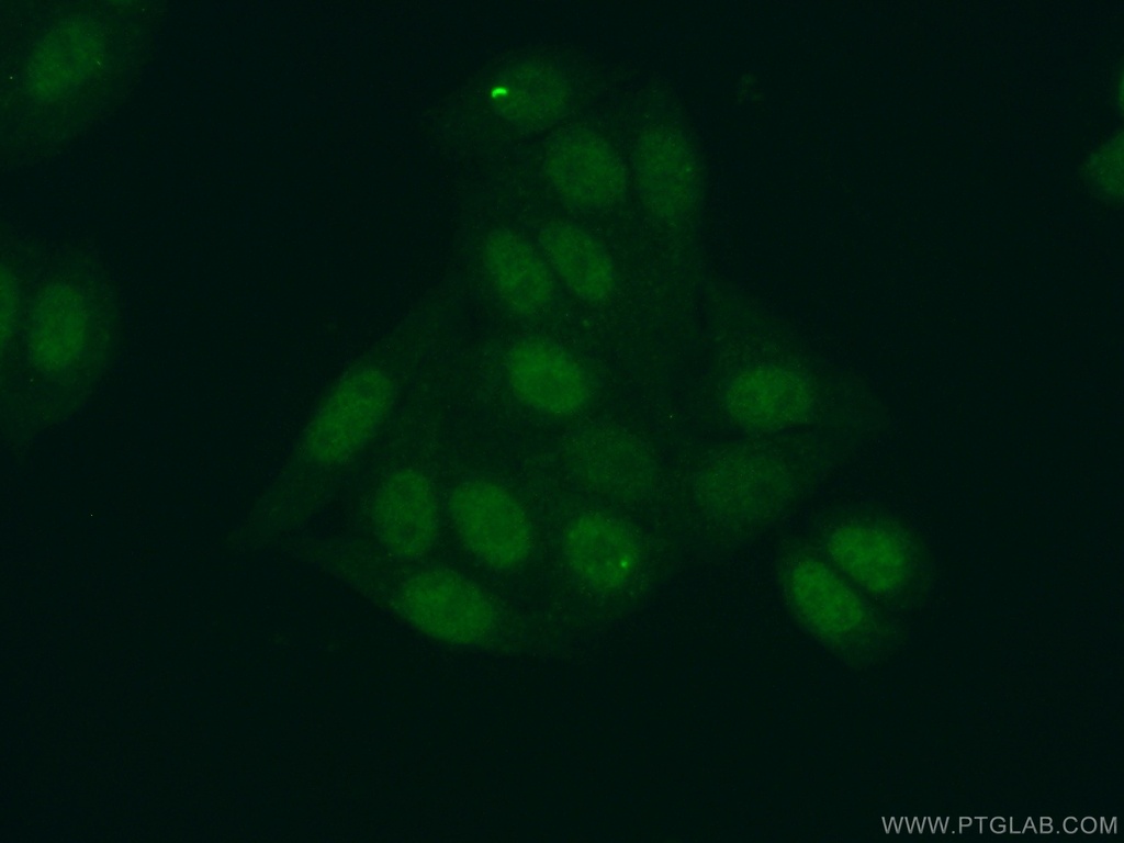 NPEPL1 Polyclonal antibody
