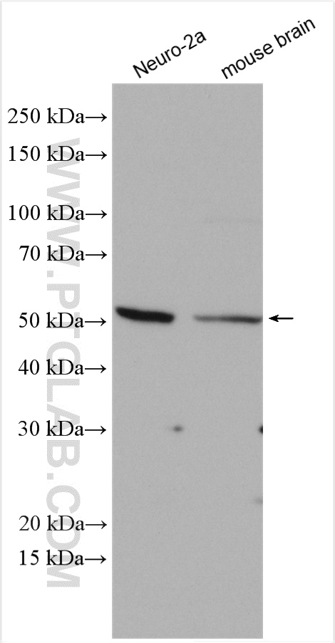 NSUN6 Polyclonal antibody