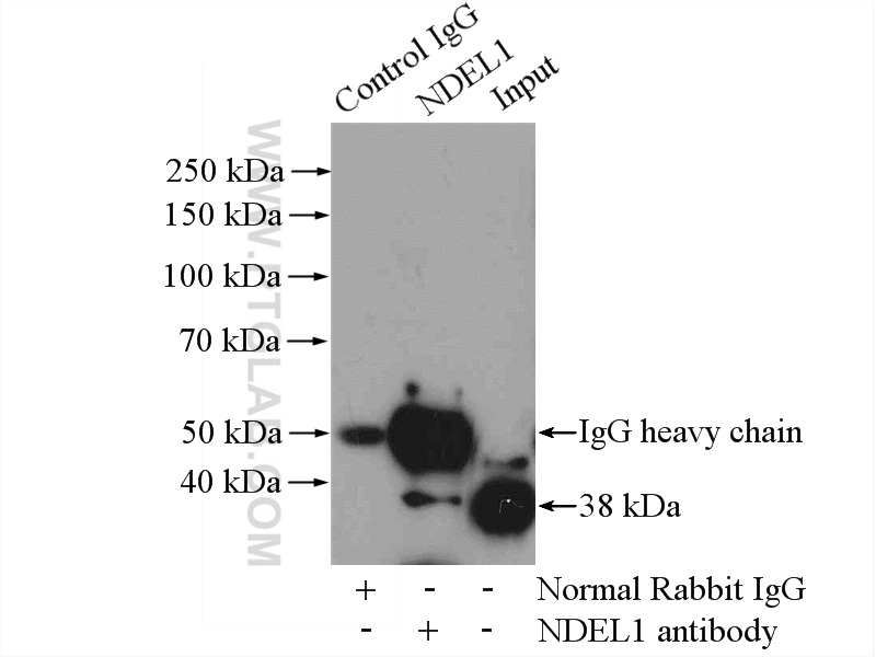 NDEL1 Polyclonal antibody
