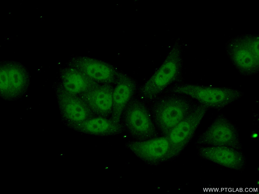POLR2I Polyclonal antibody