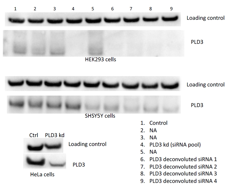 PLD3 Polyclonal antibody