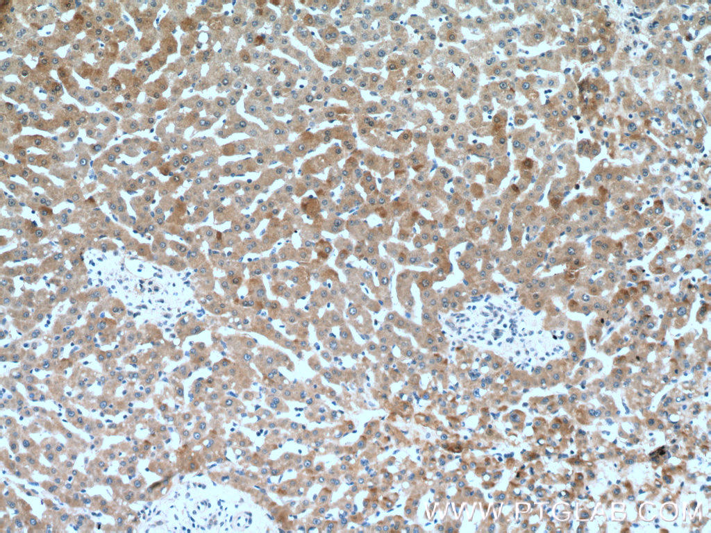 C1R Polyclonal antibody