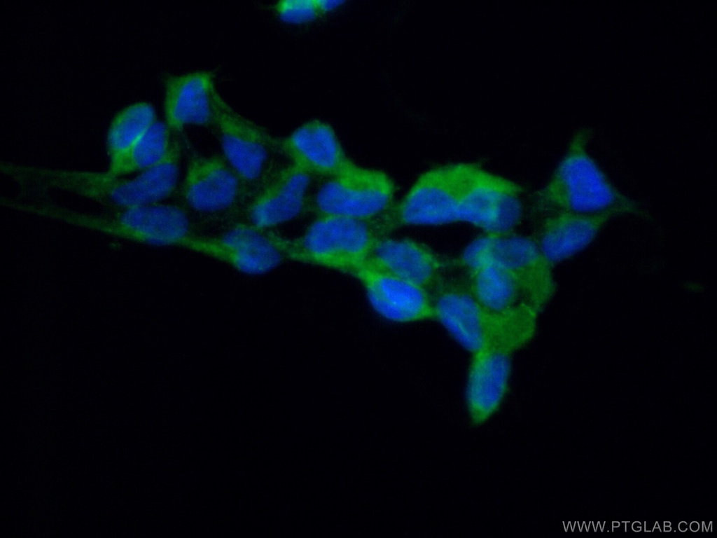 RPAP2 Polyclonal antibody