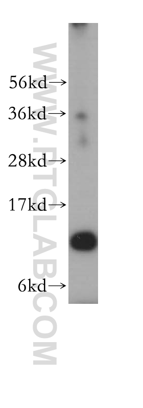 RPL30 Polyclonal antibody