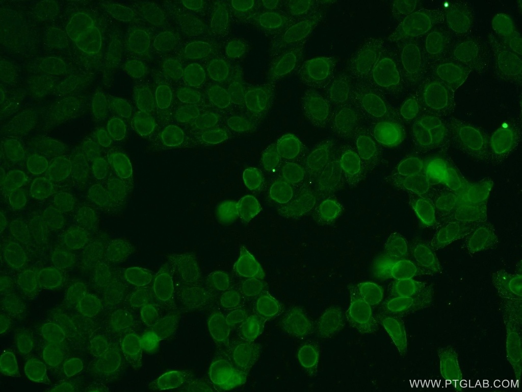TMEM120A Polyclonal antibody