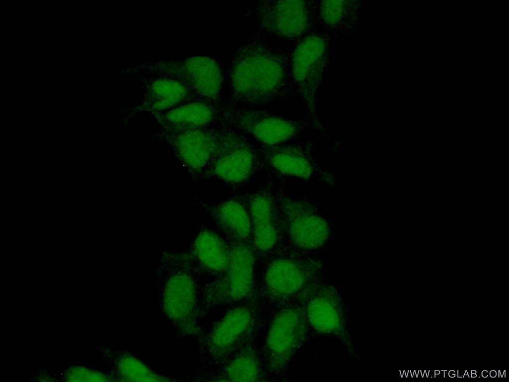 MAK16 Polyclonal antibody
