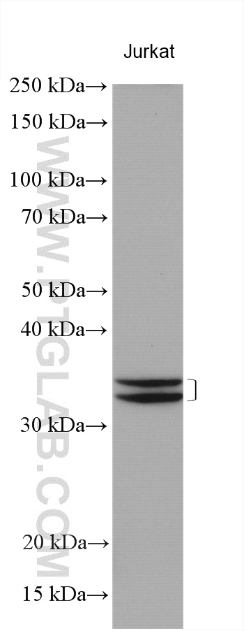 ICMT Polyclonal antibody