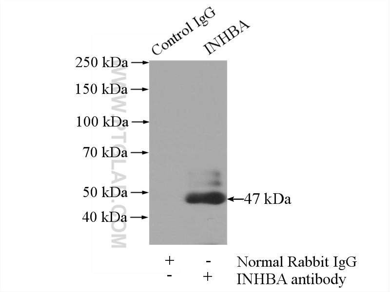 Inhibin beta A-Specific Polyclonal antibody