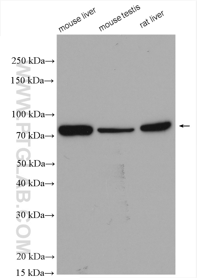 NSUN7 Polyclonal antibody