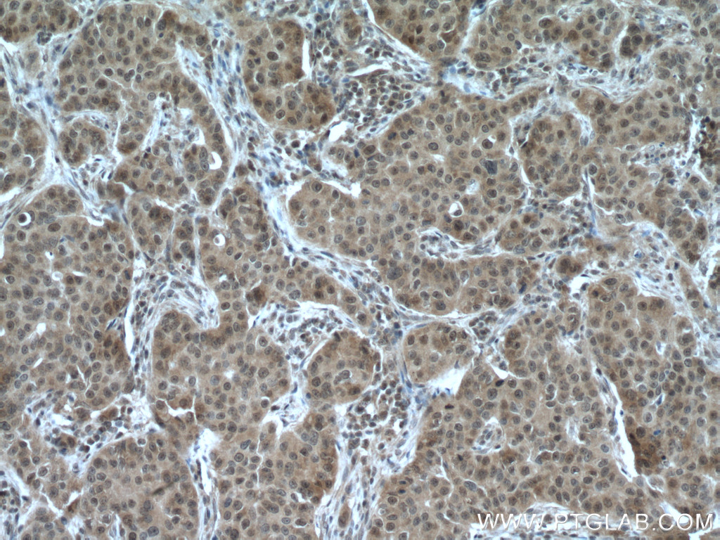 RMND5A Polyclonal antibody