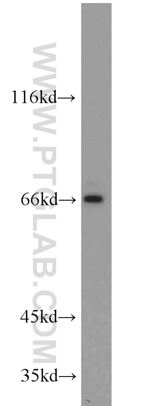 PLEKHA9 Polyclonal antibody
