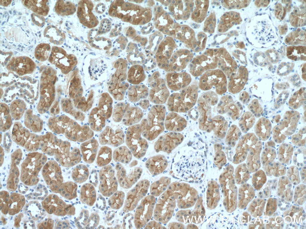 MIOX Polyclonal antibody