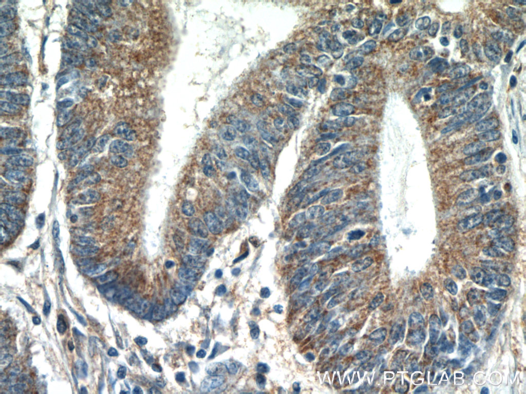 MRPL55 Polyclonal antibody